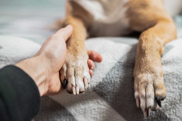 7-Benefits-of-An-Autism-Service-Dog someone learns the benefits of an autism service dog